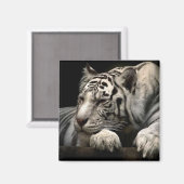 休息中のホワイトタイガー マグネット (正面/裏面)