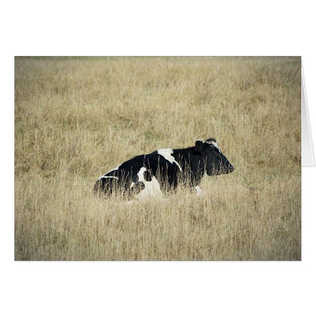 休息中の牛 – カード (正面横)