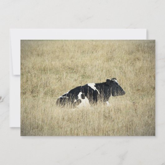 休息中の牛 – 招待状 (正面)