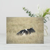 休息中の牛 – 招待状 (スタンド正面)