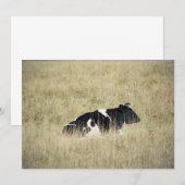 休息中の牛 – 招待状 (正面/裏面)