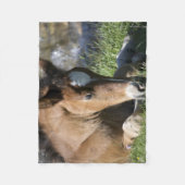 休息中の野生のポニー フリースブランケット (正面)