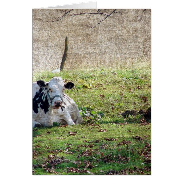 休息乳牛 (正面)