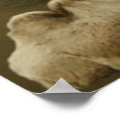 休憩キャメルポスター ポスター (角)