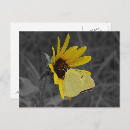 休憩バタフライポストカード ポストカード (正面/裏面)