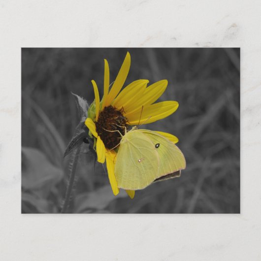 休憩バタフライポストカード ポストカード (正面)