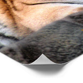 休憩中のタイガーポスター ポスター (角)