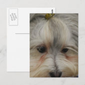 休憩中のハバニーズ犬 ポストカード (正面/裏面)