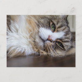 休憩中のラガムフフィン ポストカード