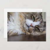 休憩中のラガムフフィン ポストカード (正面/裏面)