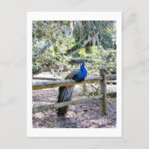 休憩孔雀はがき