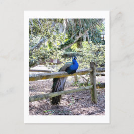 休憩孔雀はがき ポストカード