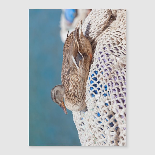 休憩用アヒル (正面)