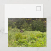 休憩用ムースポストカード ポストカード (正面/裏面)