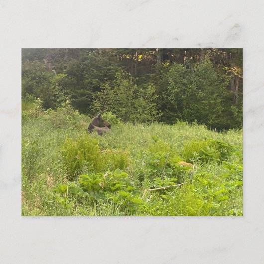 休憩用ムースポストカード ポストカード (正面)