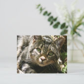 休憩用猫はがき ポストカード (スタンド正面)