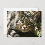 休憩用猫はがき ポストカード (正面/裏面)