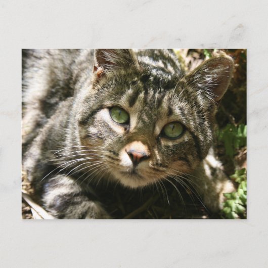 休憩用猫はがき ポストカード (正面)