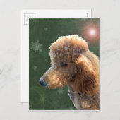 休日のプードル シーズンポストカード (正面/裏面)