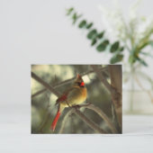 休日の女性（鳥）ショウジョウコウカンチョウ シーズンポストカード (スタンド正面)