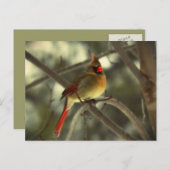 休日の女性（鳥）ショウジョウコウカンチョウ シーズンポストカード (正面/裏面)