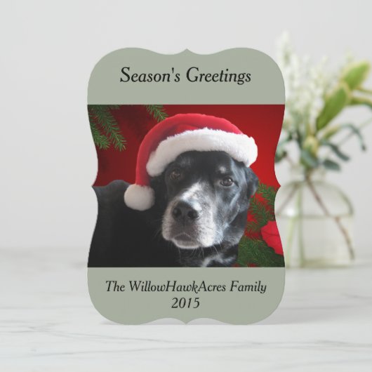 休日の背景とのサンタの犬実験室かロットワイラー シーズンカード (スタンド正面)