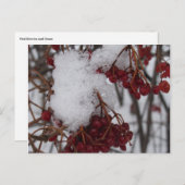 休日の郵便はがきの赤い果実および雪 シーズンポストカード (正面/裏面)