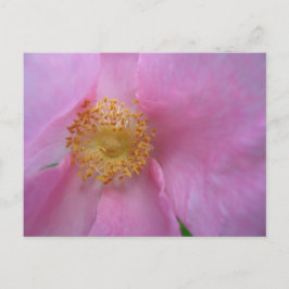 休日はがき シーズンポストカード