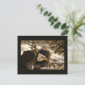 休日イーグルス シーズンカード (スタンド正面)