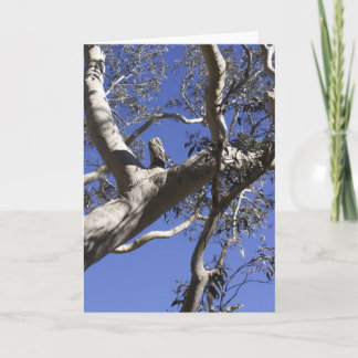 休日カード、沼沢地 シーズンカード