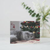 休日子猫はがき ポストカード (スタンド正面)