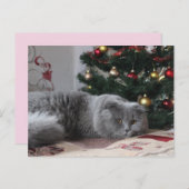 休日子猫はがき ポストカード (正面/裏面)