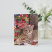 休日子猫 シーズンポストカード (スタンド正面)