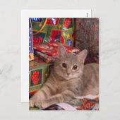 休日子猫 シーズンポストカード (正面/裏面)