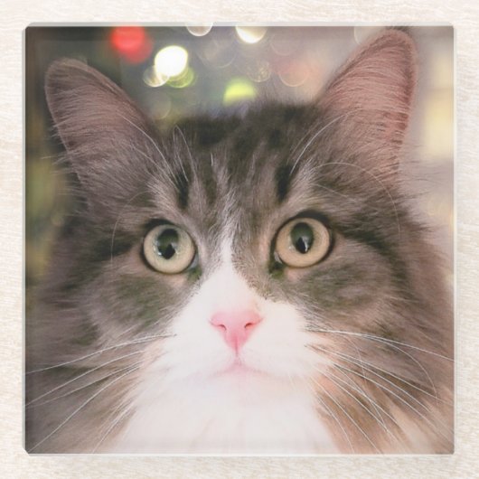 休日猫ガラスのコースター ガラスコースター (正面)