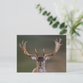 休眠中の鹿があなたを見ている ポストカード (スタンド正面)