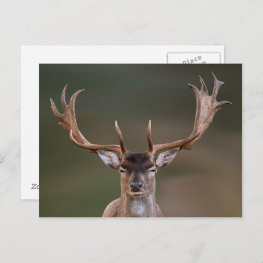 休眠中の鹿があなたを見ている ポストカード (正面/裏面)
