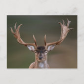 休眠中の鹿があなたを見ている ポストカード (正面)