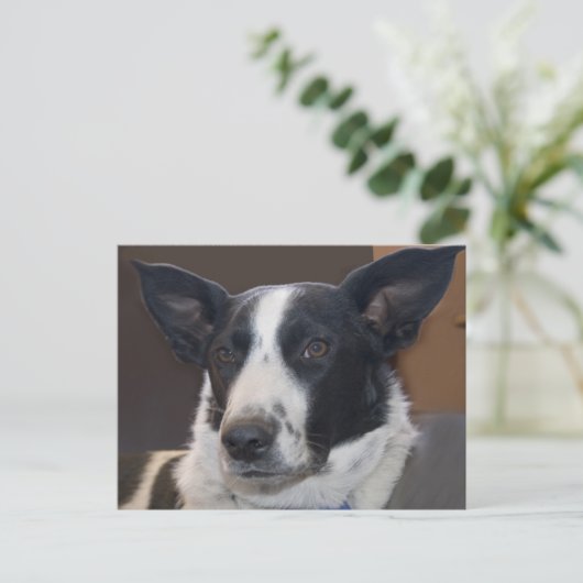 会いたいボーダーコリー犬　かわいい耳の写真 ポストカード (スタンド正面)