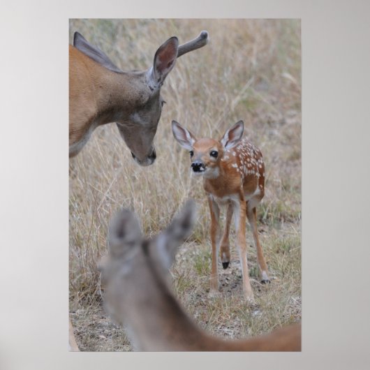 会う新生児 ポスター (正面)