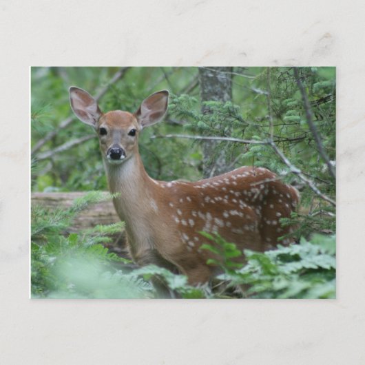 会ったな ポストカード (正面)