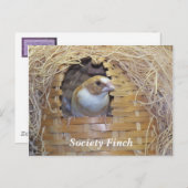 会会用フィンチポストカード ポストカード (正面/裏面)