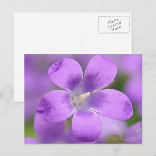 会社はがき ポストカード (正面/裏面)