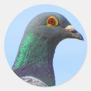 伝書鳩の円形のステッカー ラウンドシール