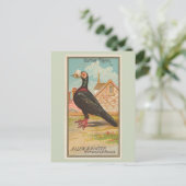 伝書鳩 ポストカード (スタンド正面)