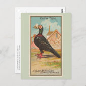 伝書鳩 ポストカード (正面/裏面)