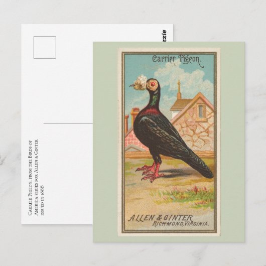 伝書鳩 ポストカード (正面/裏面)