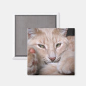 伝説的比率 マグネット (正面/裏面)