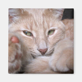 伝説的比率 マグネット