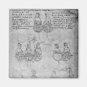 伯爵婦人アン、c.1483の子孫 マグネット